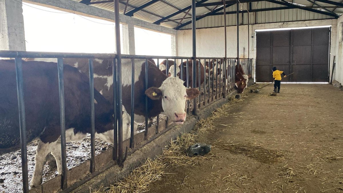 Akyaya ilçesinde bir hayvan yetiştiricisi, yarı açık ahır sistemine geçmesiyle,