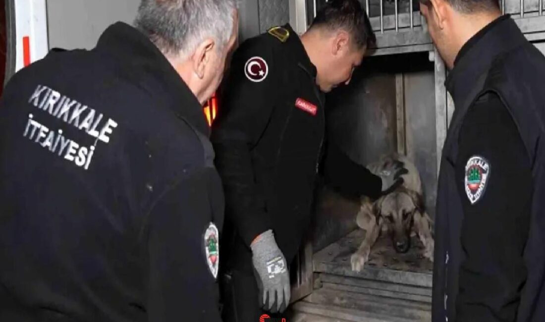 Kırıkkale'de bir arabanın çarptığı köpek, itfaiye takımları tarafından veteriner fakültesine