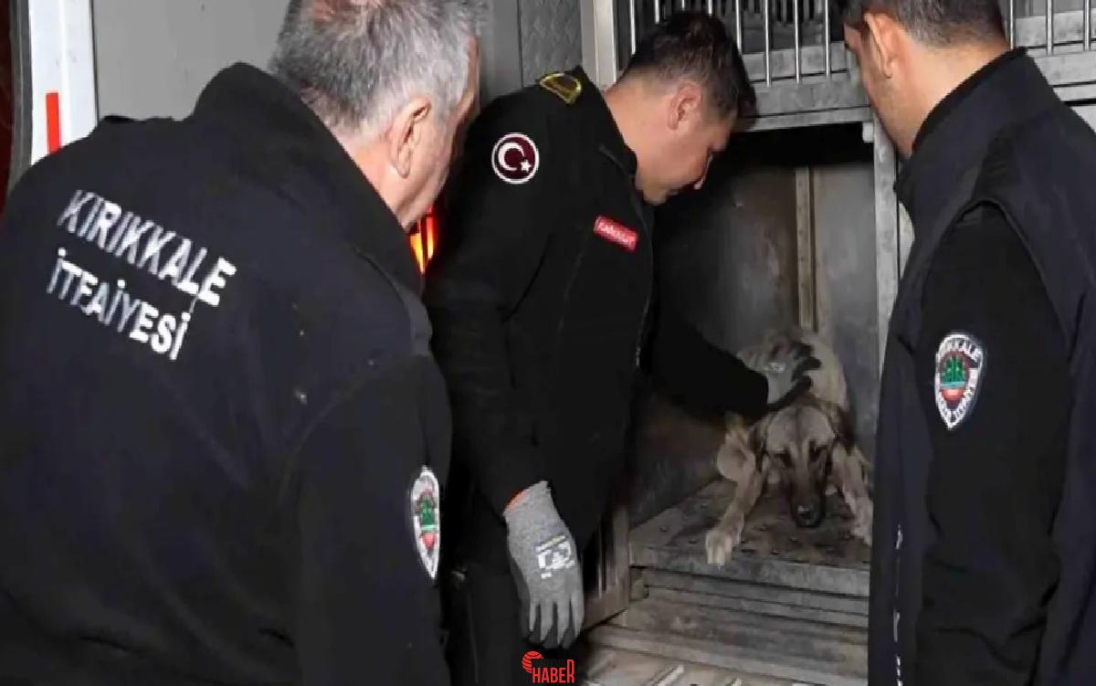 Kırıkkale'de bir arabanın çarptığı köpek, itfaiye takımları tarafından veteriner fakültesine