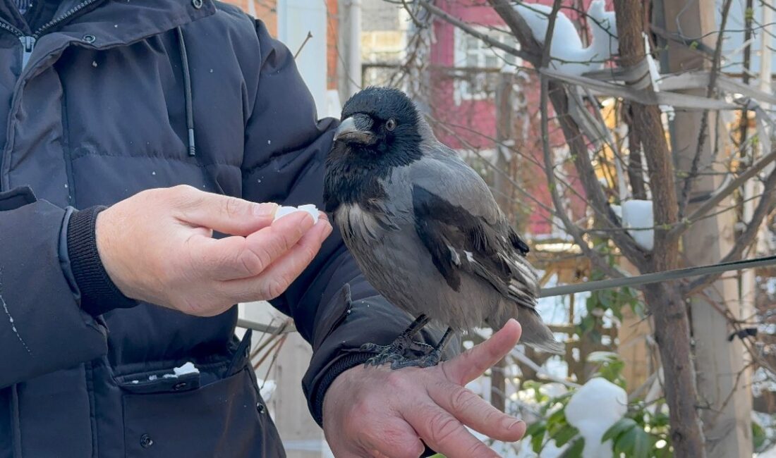 Kocaeli'de soğuk havaya meydan okuyarak kar banyosu yapan karga, görenleri