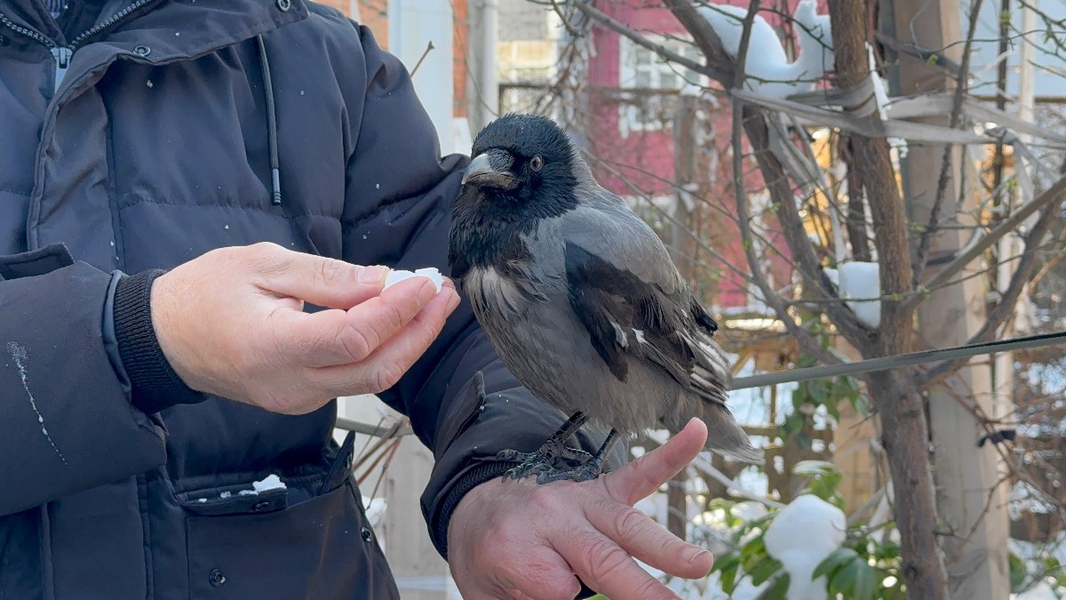 Kocaeli'de soğuk havaya meydan okuyarak kar banyosu yapan karga, görenleri
