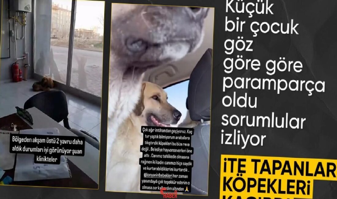 Konya'da 2 yaşındaki küçük kızın sokak köpekleri tarafından öldürülmesi sonrası
