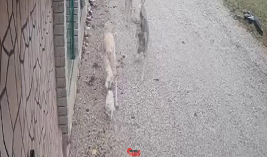 Beyşehir ilçesinde kayıp olarak aranan Mia isimli kedinin sokak köpekleri