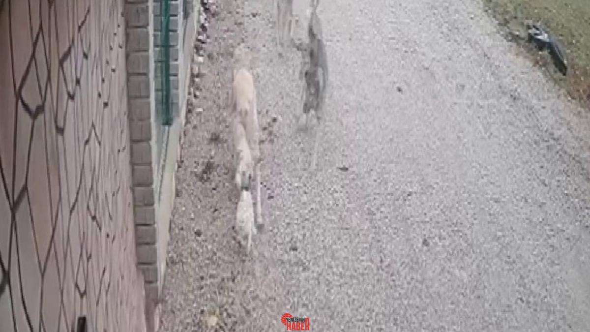 Beyşehir ilçesinde kayıp olarak aranan Mia isimli kedinin sokak köpekleri