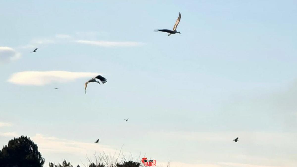 Beyşehir ilçesinden ağustos ayında sıcak ülkelere göç eden leylekler, ilkbaharın