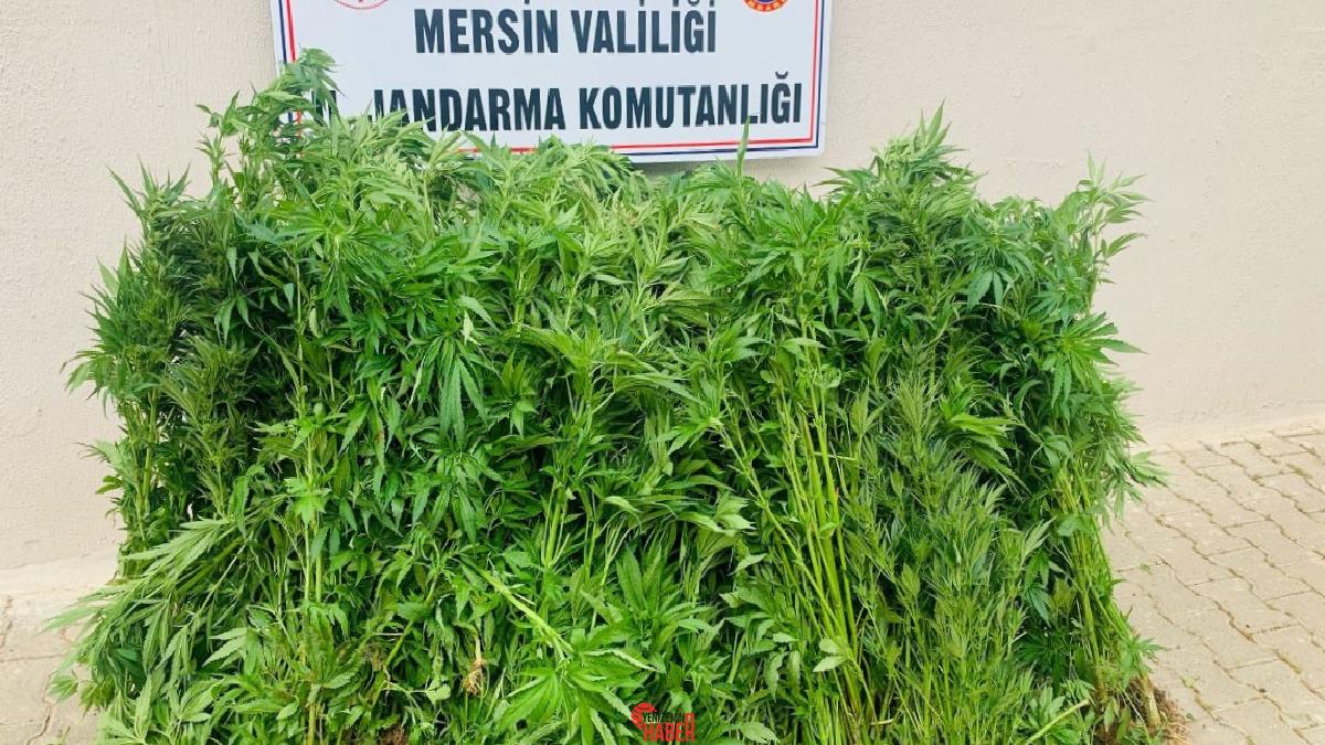 Bozyazı ilçesinde etrafını kapattığı konutunun bahçesinde uyuşturucu yetiştiren kuşkulu jandarma