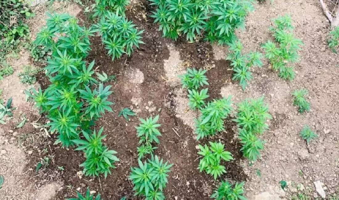 Bozyazı'da jandarma, uyuşturucu yetiştiren 56 yaşındaki C.U.'yu yakaladı, 343 kök