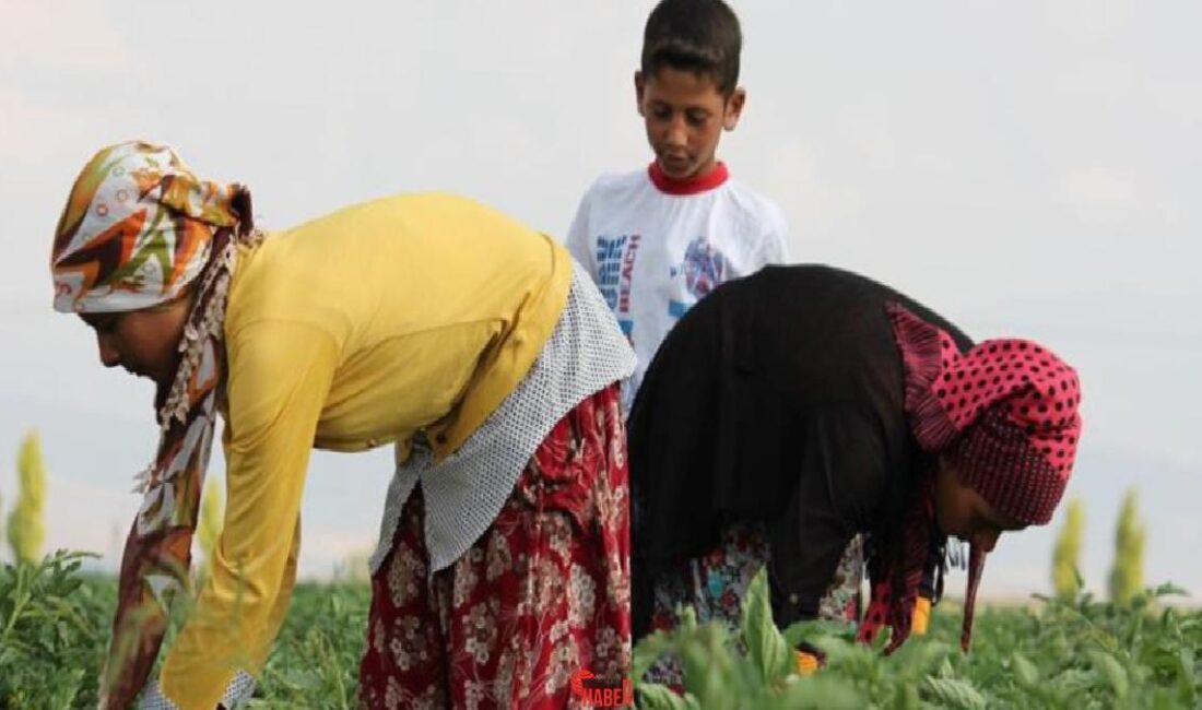 Mevsimlik tarım personellerinin günlük fiyatları yüzde 84,2 artarak 943 TL,