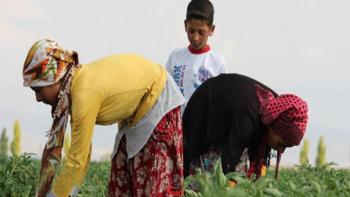 Mevsimlik tarım personellerinin günlük fiyatları yüzde 84,2 artarak 943 TL,