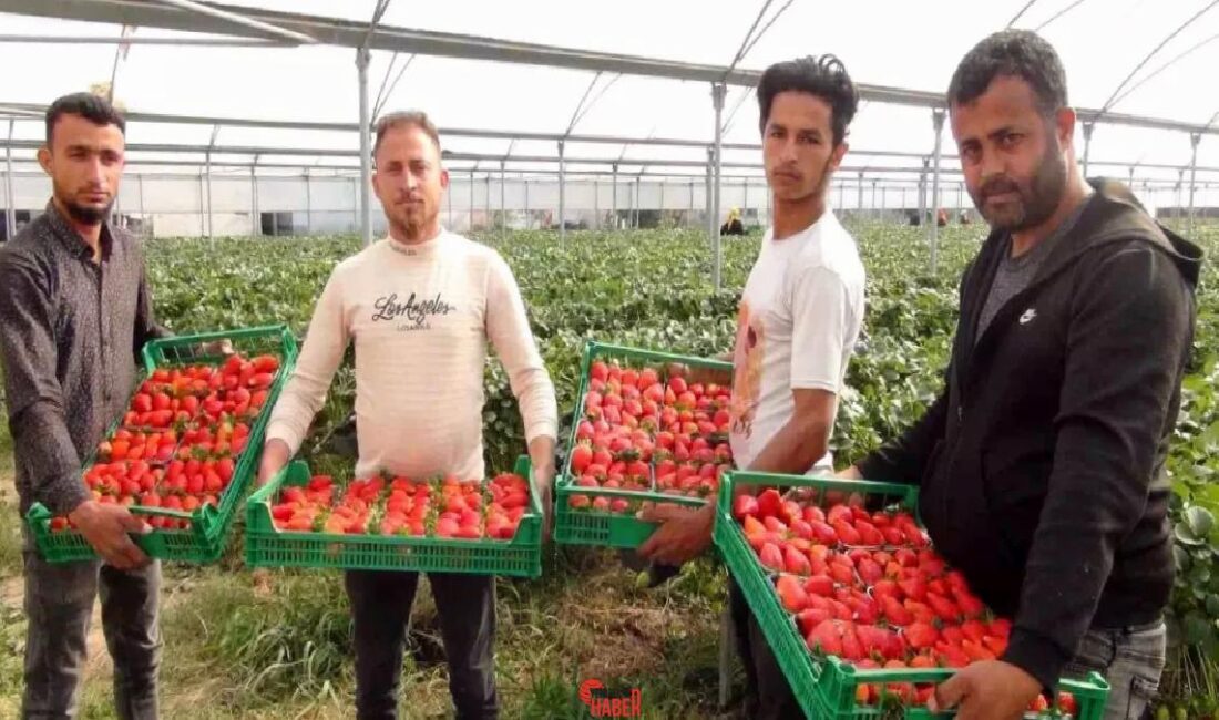 Mersin Silifke'de çilek hasadı devam ederken, zirai dondan dolayı %20'ye