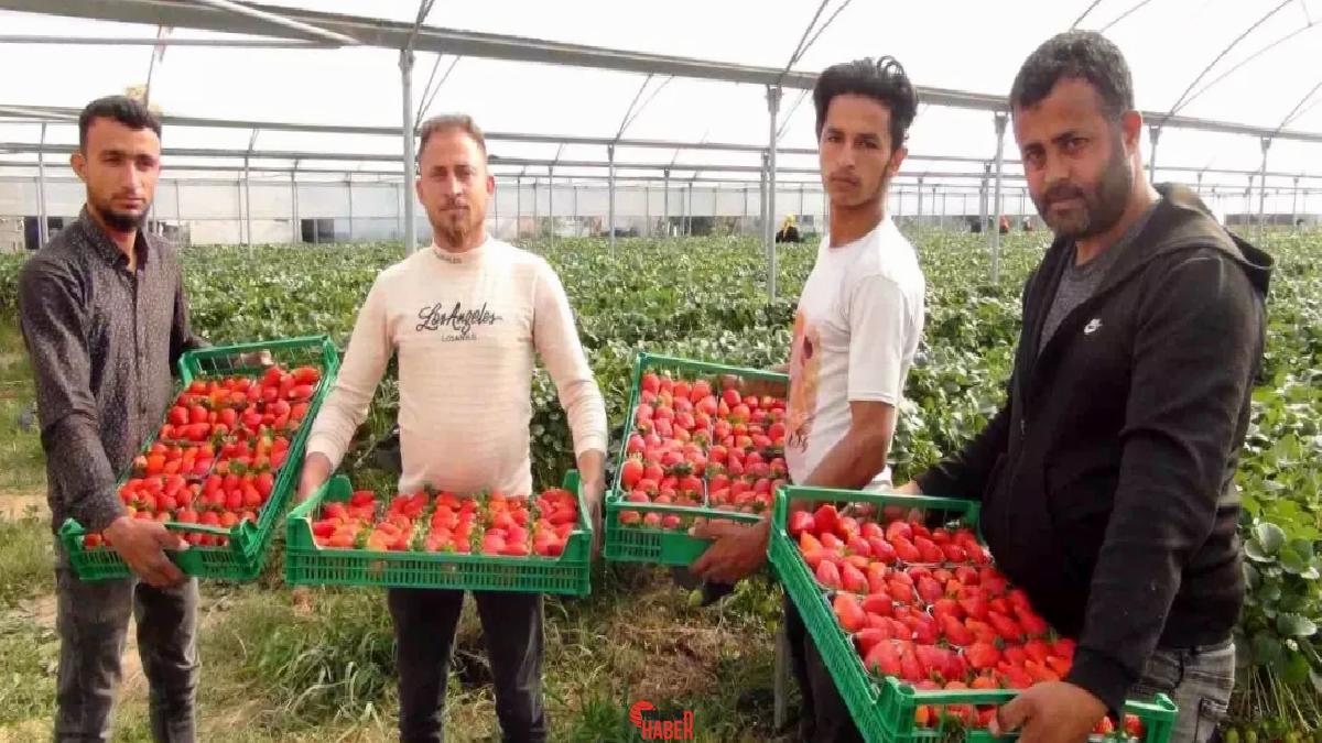 Mersin Silifke'de çilek hasadı devam ederken, zirai dondan dolayı %20'ye