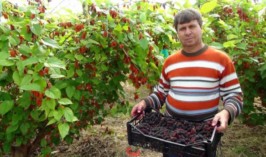 Mersin Silifke'de üretilen karadut, ihracatın %70'ini oluşturuyor ve kilogram fiyatı