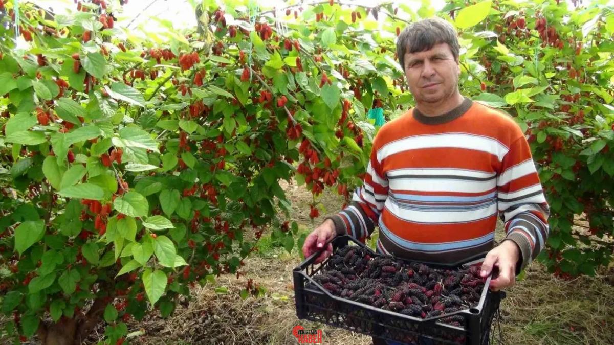 Mersin Silifke'de üretilen karadut, ihracatın %70'ini oluşturuyor ve kilogram fiyatı