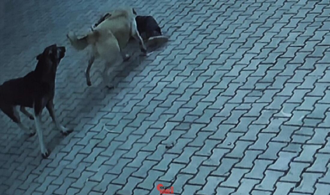 Sivas’ta 10 yaşındaki Berrak Kılıç, okuldan çıktıktan sonra sokak köpeklerinin