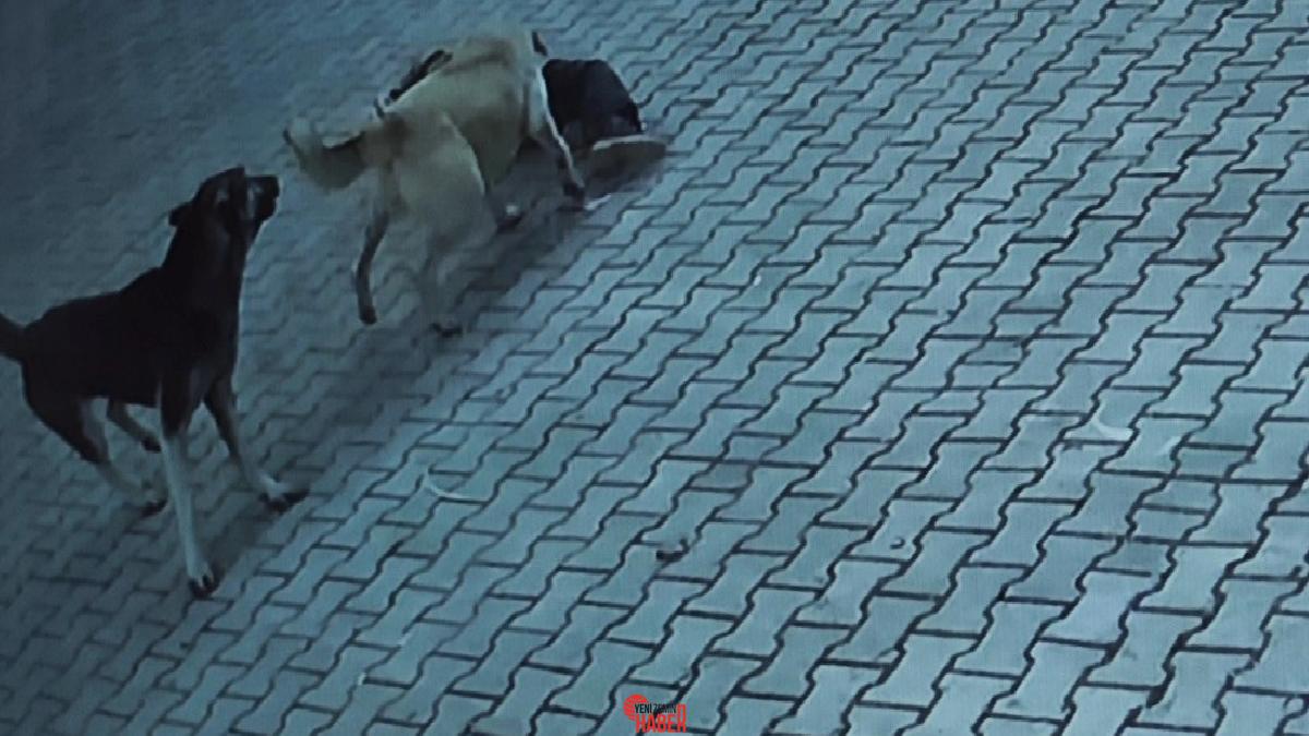 Sivas’ta 10 yaşındaki Berrak Kılıç, okuldan çıktıktan sonra sokak köpeklerinin