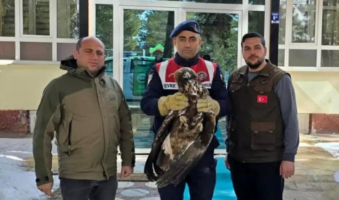 Jandarma, tabiatta yaralı bulunan Kızılşahin ve Kaya Kartalı'nı Doğa Koruma