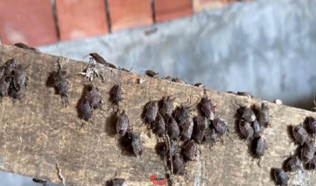 Kahverengi kokarca, fındık ve kivi üzere eserlere büyük ziyan veriyor.