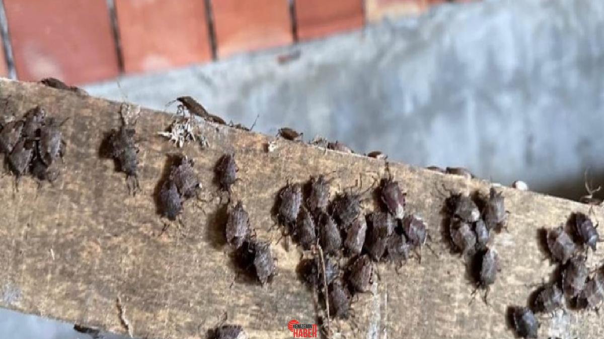 Kahverengi kokarca, fındık ve kivi üzere eserlere büyük ziyan veriyor.