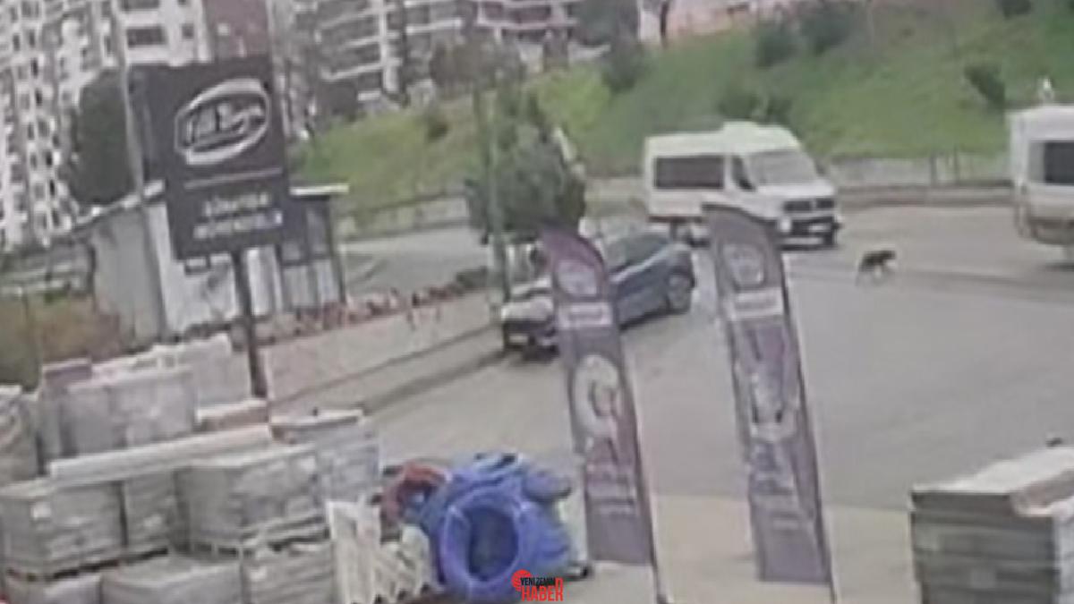 Akçaabat ilçesinde bir servis şoförü, aracıyla sokak köpeğinin üstünden geçerken