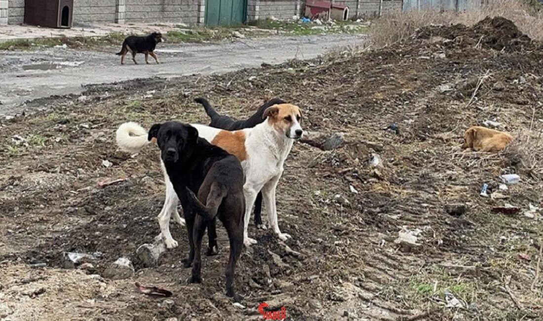 Başıboş köpek terörü sürat kesmeden devam ederken, sorunun tahlili tersine