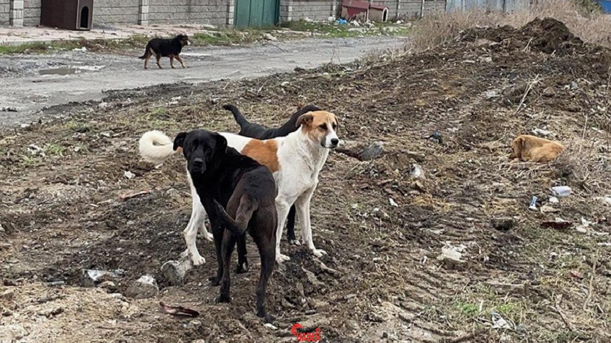 Başıboş köpek terörü sürat kesmeden devam ederken, sorunun tahlili tersine