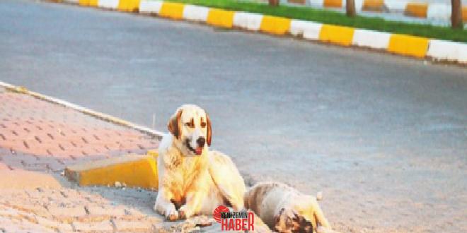 Türkiye'de derin yaralara sebep olan başıboş köpek sorunun tahlili için