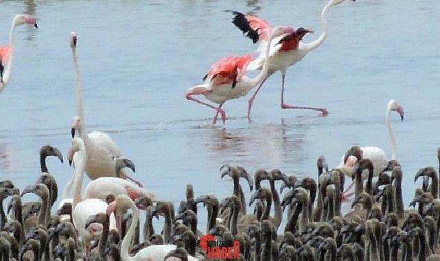 Gazeteci ve fotoğraf sanatkarı Esat Erçetingöz’ün “Flamingo Adası” isimli fotoğraf