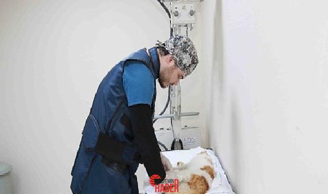 Karamürsel’de sol art patisi kırık halde bulunan yaralı kedi, Büyükşehir