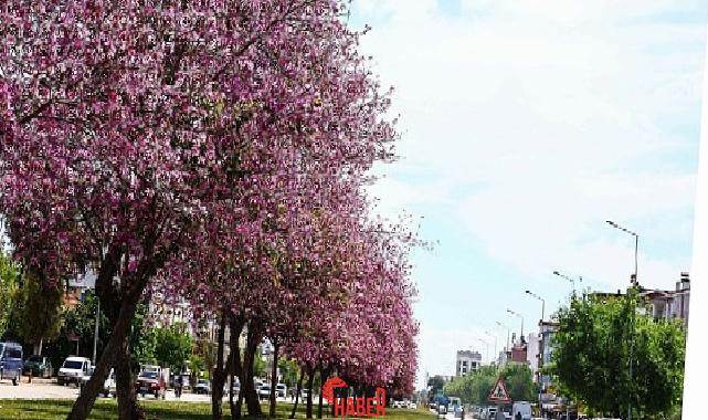 Antalya Büyükşehir Belediyesi, kendi üretim tesislerinde yetiştirdiği 4 milyon yazlık