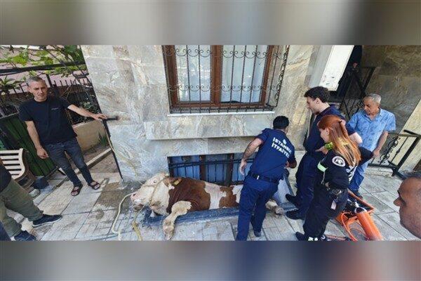 Kocasinan Merkez Mahallesi’nde bir vatandaşın bahçesine getirdiği kurbanlık boğa, evin