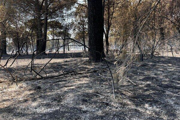 İzmir'in Bergama ilçesine bağlı Yukarıbey ile Hacıhamzalar mahallelerinde sabah saatlerinde