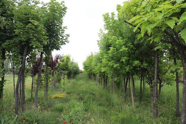 Büyükşehir belediyesinin açıklamasında son günlerde Çifteler Cumhuriyet Meydanı’nda yürütülen yenileme
