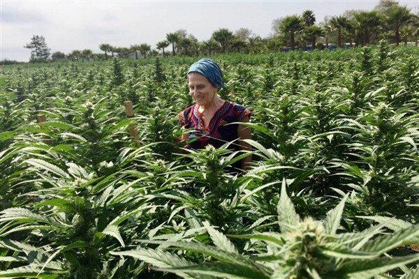 Jaime Alanis'in ölümü, Birleşik Çiftlik İşçileri savunuculuk grubunun sosyal medya