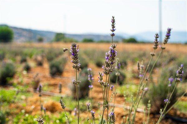 Milas Belediyesi tarafından çiftçilere alternatif ürün sunmak ve vatandaşların hoş