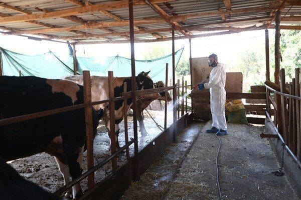 Bu kapsamda, şap hastalığının bulaşma riskini en aza indirmek için