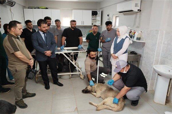 Harran Üniversitesi Veteriner Fakültesi ile Büyükşehir Belediyesine ait Bakımevinde Doğa