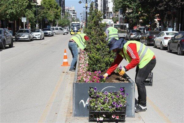 Belediyeye ait seralarda yetiştirilen 250 bin adet kadife, gazanya, petunya,
