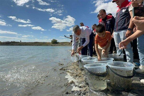Edirne Valiliği’nden yapılan açıklamada, üretimi yapılan yavru sazan balıklarının baraj