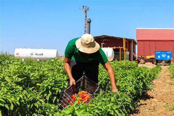 Uygulama aşamasında olan, GAP Tarımsal Araştırma Enstitüsü Müdürlüğü iş birliğindeki