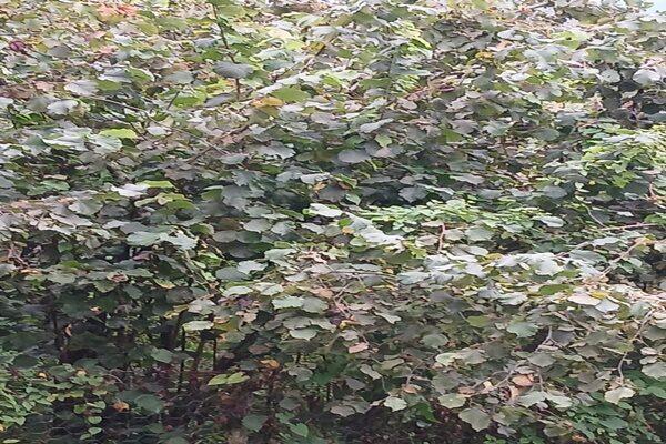 Giresun Valiliği, 2025 yılı fındık hasat ve ihraç tarihlerinin, Ticaret