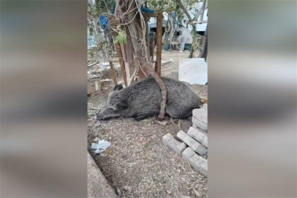 İzmir Büyükşehir Belediyesi Veteriner İşleri Dairesi Başkanlığı Doğal Yaşam Parkı