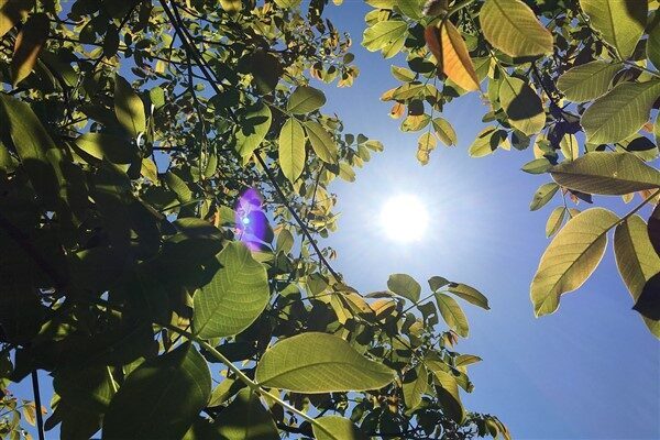Meteoroloji Genel Müdürlüğü’nden yapılan açıklamada “Hava sıcaklığının ülkemizin doğu kesimlerinde
