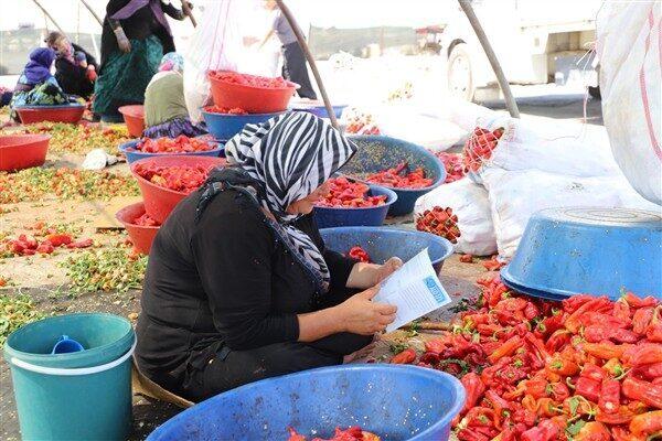 Şanlıurfa’da biber temizleme alanlarında çalışan vatandaşlara yönelik sağlık bilgilendirme etkinliği