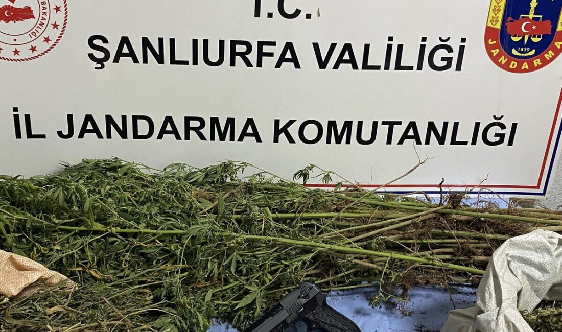 Şanlıurfa İl Jandarma Komutanlığı tarafından , “Narkotik Suçlarla Mücadele” kapsamında
