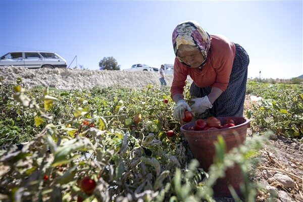 ‘Domates Fidesi Dağıtım Projesi’ni de hayata geçiren Büyükşehir Belediyesi; Gülnar,